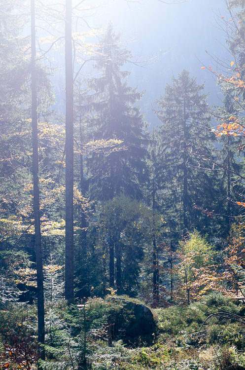 Bayer.Wald_Luisa Possi (16 von 56)