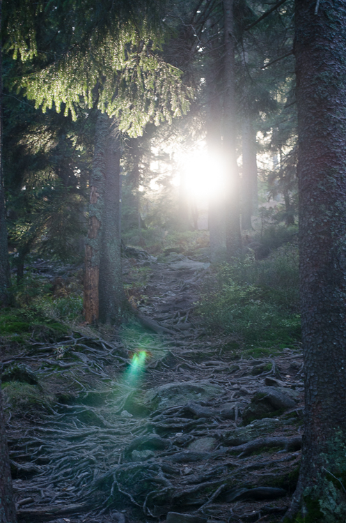 Bayer.Wald_Luisa Possi (25 von 56)